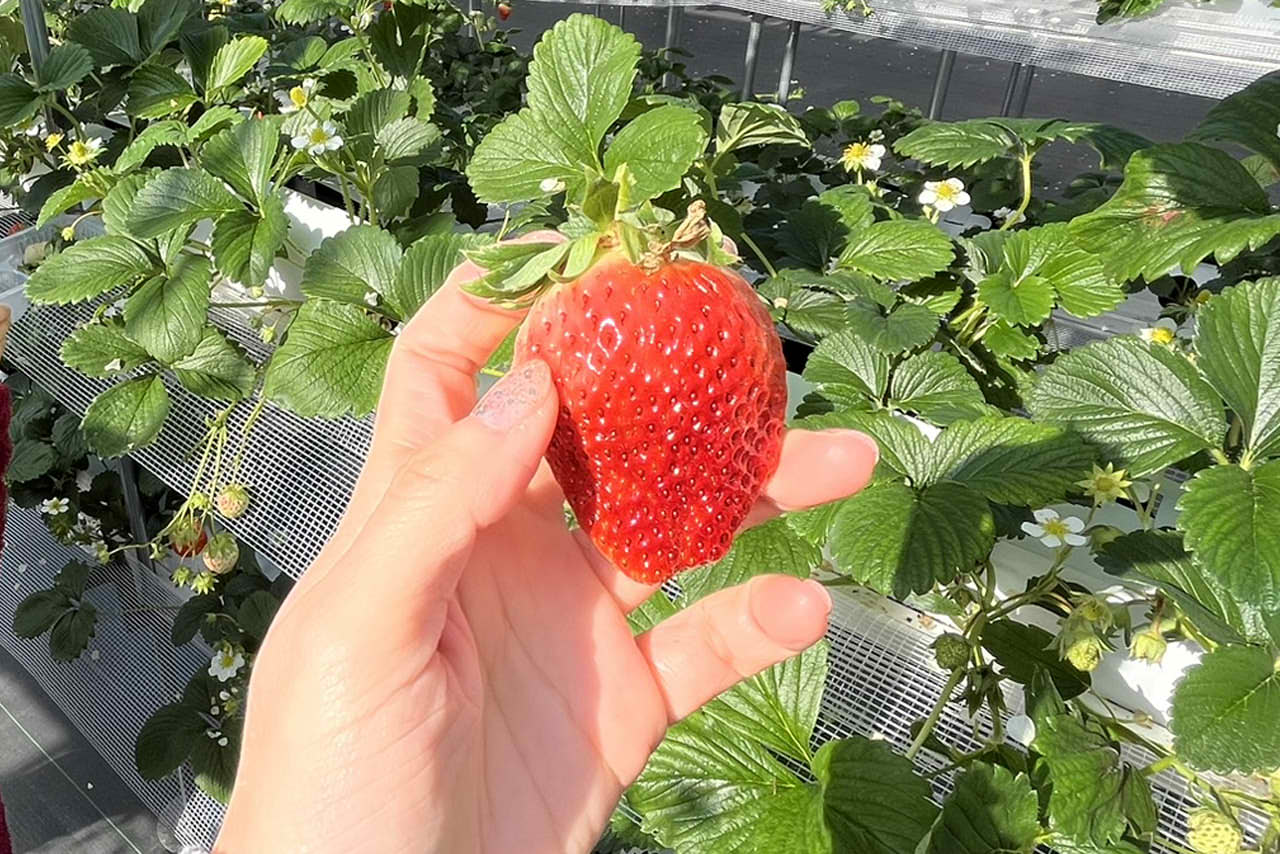 【39るいるいファーム】家族で楽しむ堺のいちご狩りは3種類の苺が40分間食べ放題！