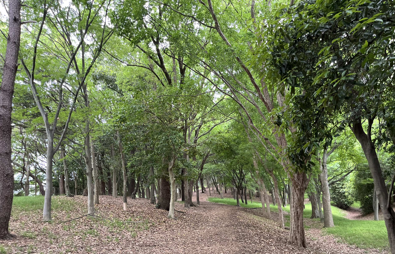 大泉緑地の園内風景