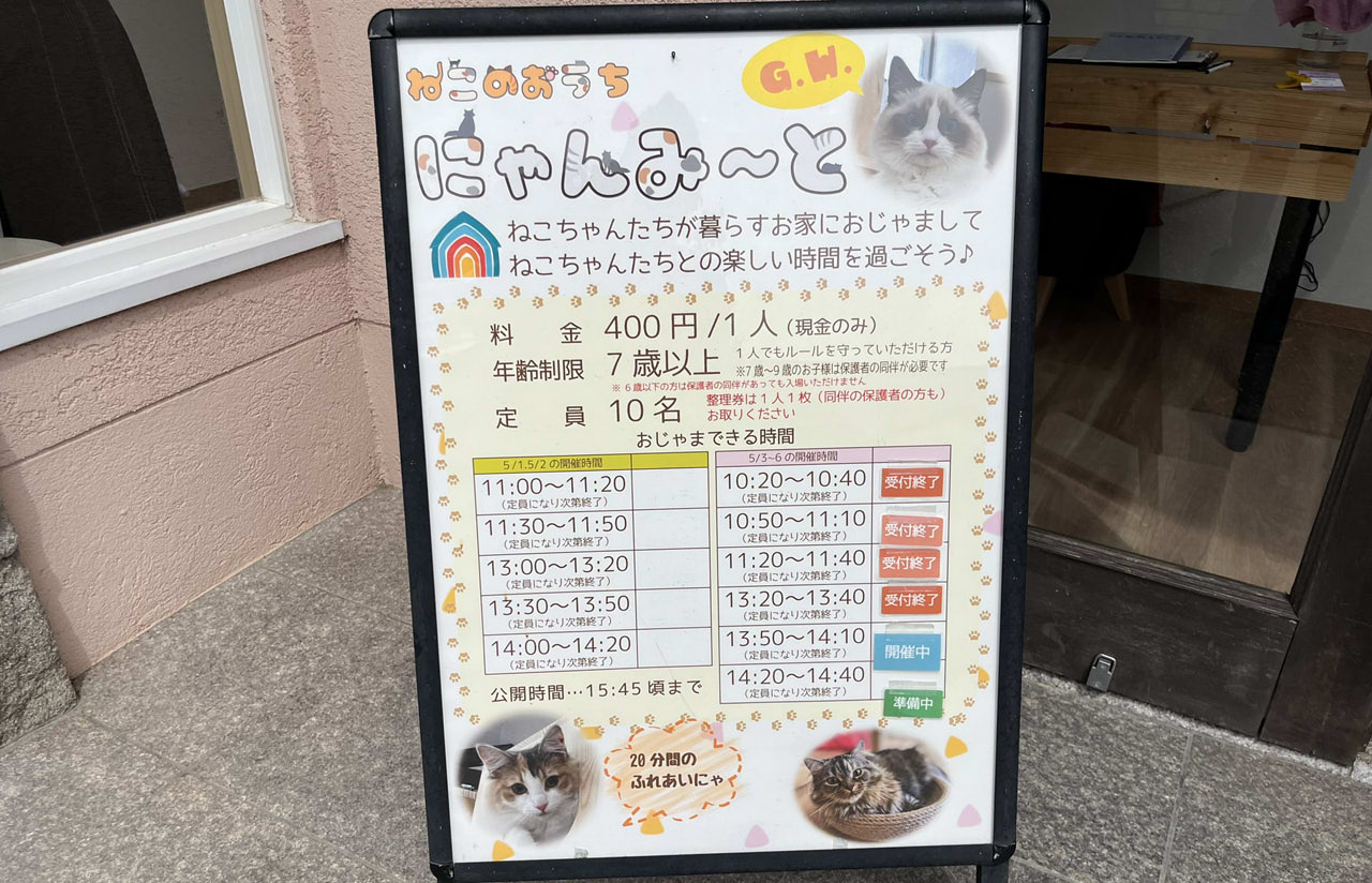 室内で過ごす猫たちの様子。ねこのおうち「にゃんみーと」の雰囲気